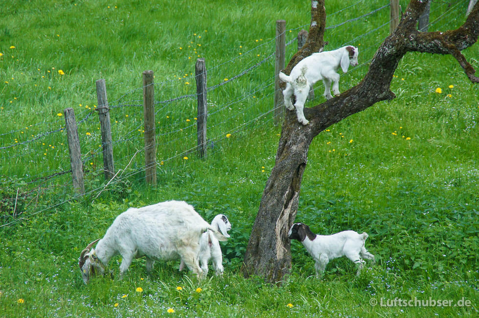Wanderung Königsdorf - Fischbach - Rothenrainer Moor: kleine Ziegen