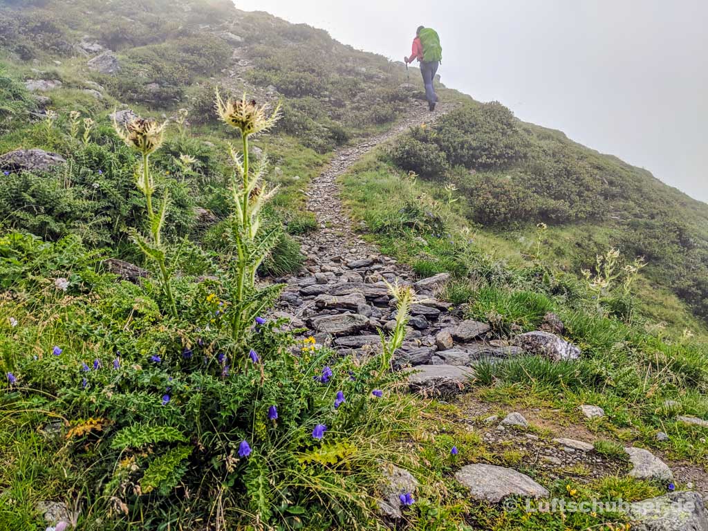 Hüttenwanderung Sellrain: Alpenglockenblumen und Alpendisteln