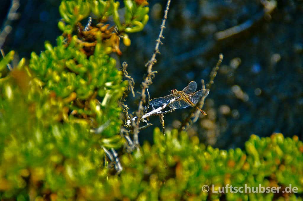 Cap de Leucate: Libelle am Wegesrand