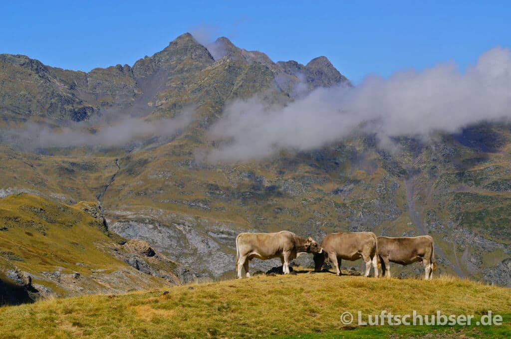Pic de la Bernatoire: Kühe vor dem Pic Sud d'Aspe