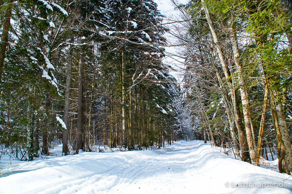 Hirschberg Winterwanderung: verschneite Forststraße