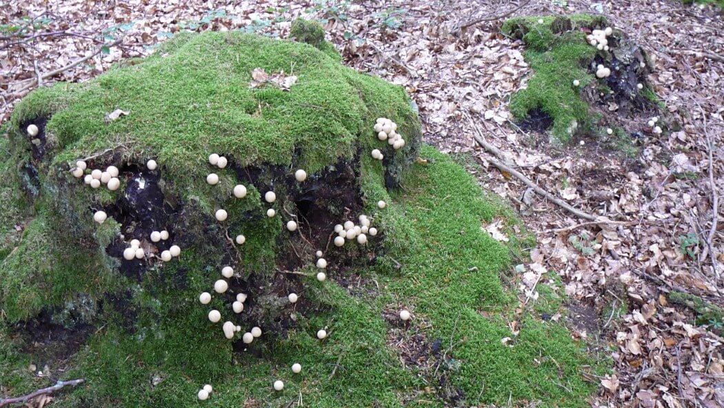 Laucherttal wandern: Pilze am Baumstumpf