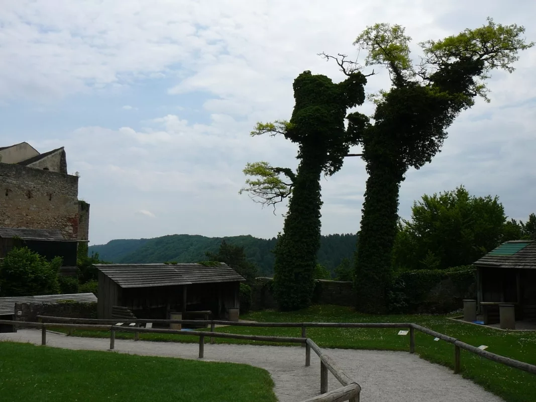 Burg Rosenburg: Greifvogel-Rundgang in der Vorburg