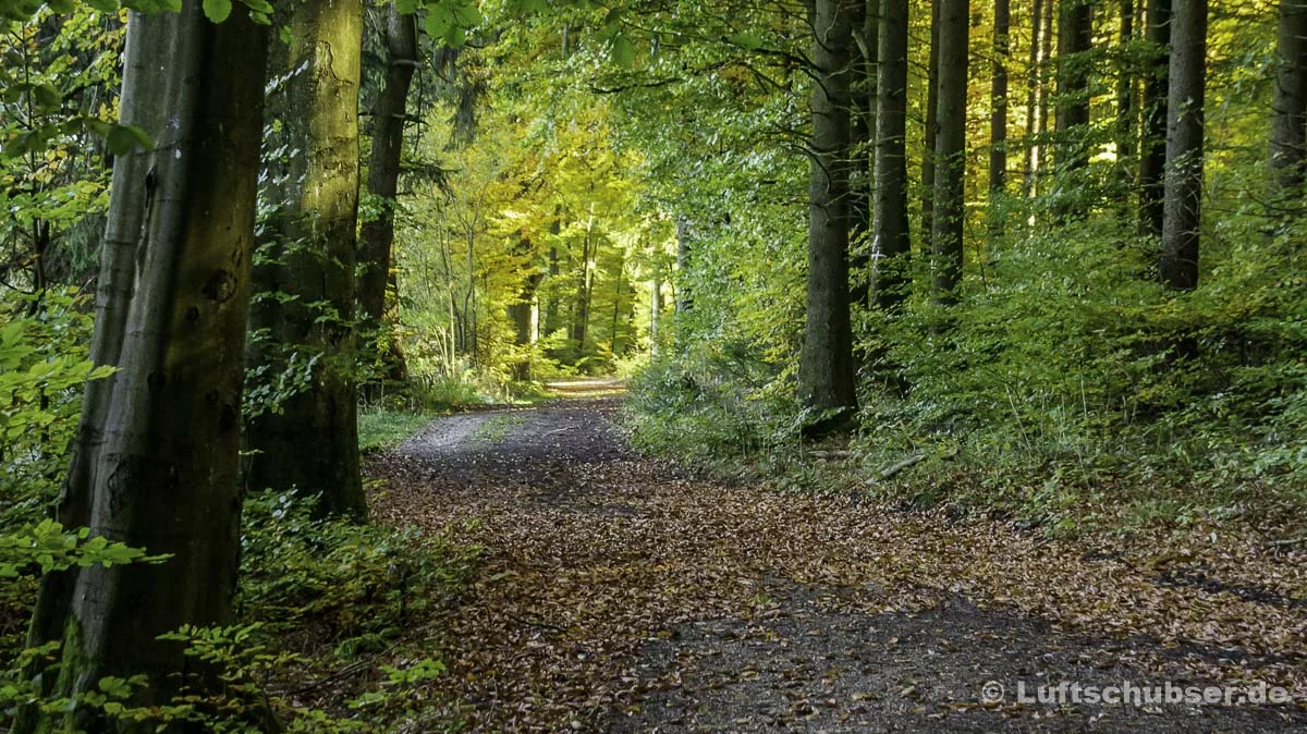 Bei Kipfenberg wandern: Waldweg zum Birktal