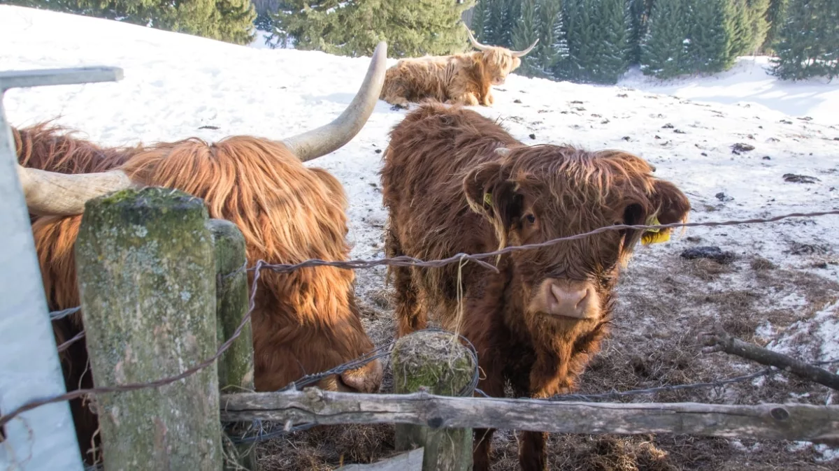 Burg Rettenberg wandern: Highland Cattles im Allgäu