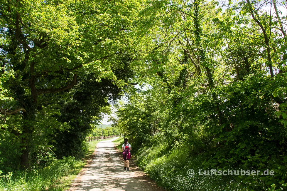 Rheinsteig Rundwanderung: schattiger Forstweg