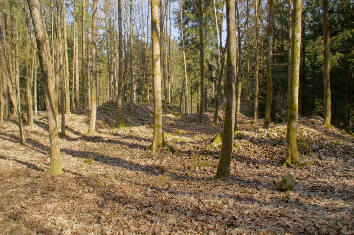 Ruine Schellerlhof: Die Nordseite mit Fundamentresten