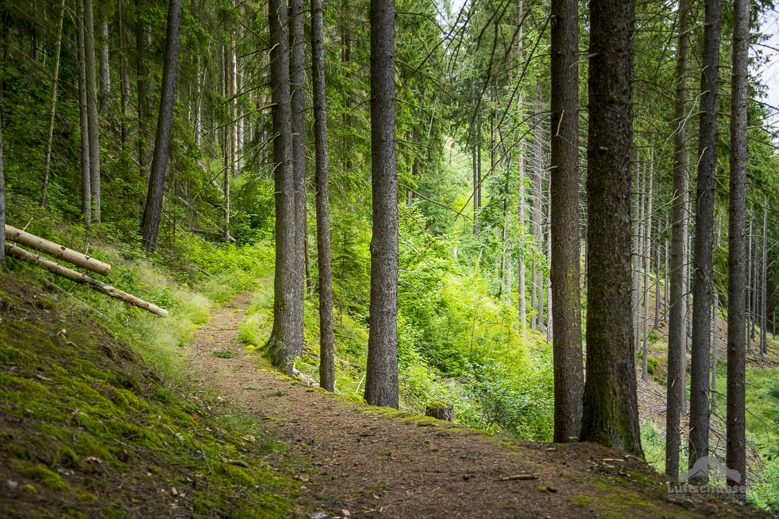 Kammweg Erzgebirge Vogtland: Waldpfadidylle im Vogtland