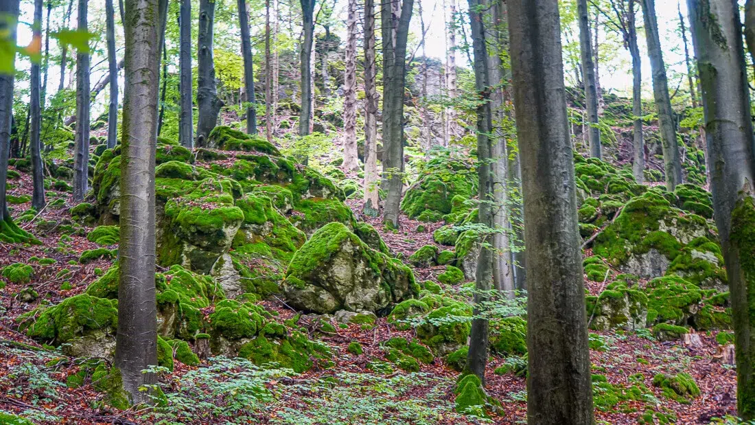 Moosbedeckte Karstfelsen im märchenhaften Laubwald
