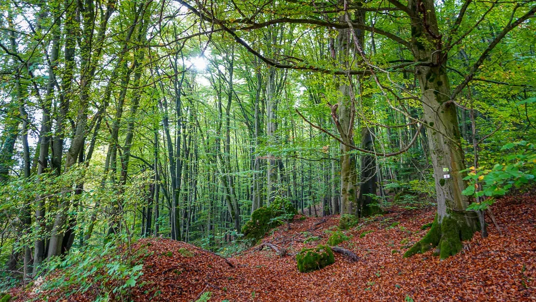 Waldbaden im Herbstwald am Leitenberg